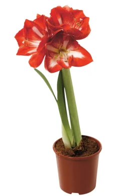 Discount Amaryllis 12 cm