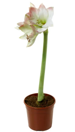 Discount Amaryllis 12 cm