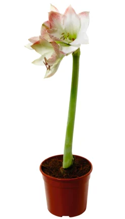 Discount Amaryllis 12 cm