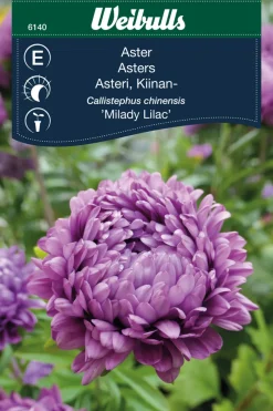 Clearance Weibulls Asters 'Milady lilac'