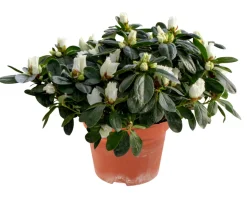 Discount Azalea 12 cm