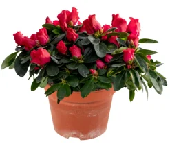 Discount Azalea 12 cm
