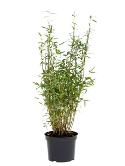 Outlet Bambus 'Rufa/Simba' 23 cm