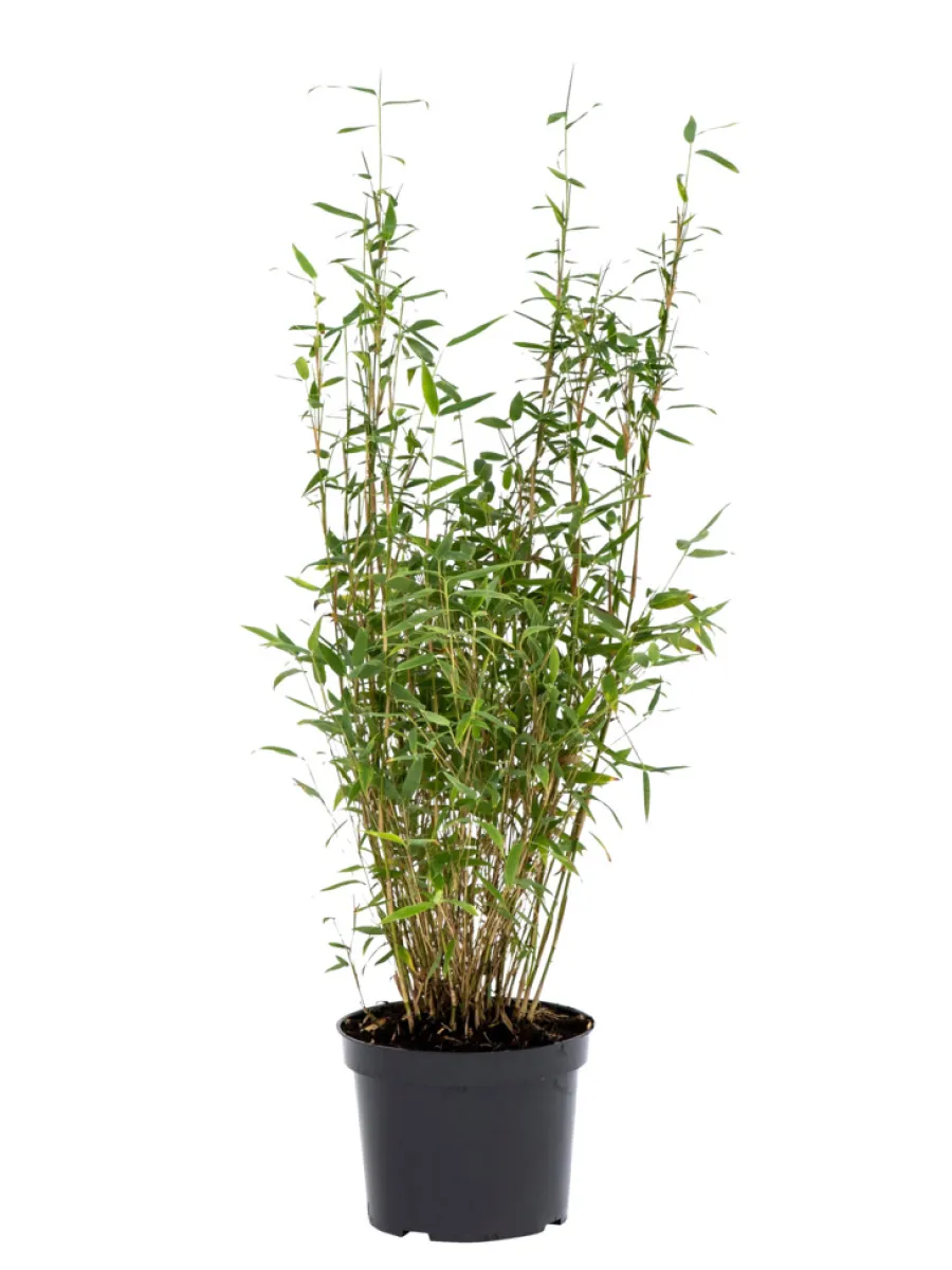 Outlet Bambus 'Rufa/Simba' 23 cm