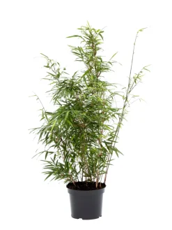 Outlet Bambus 'Rufa/Simba' 23 cm