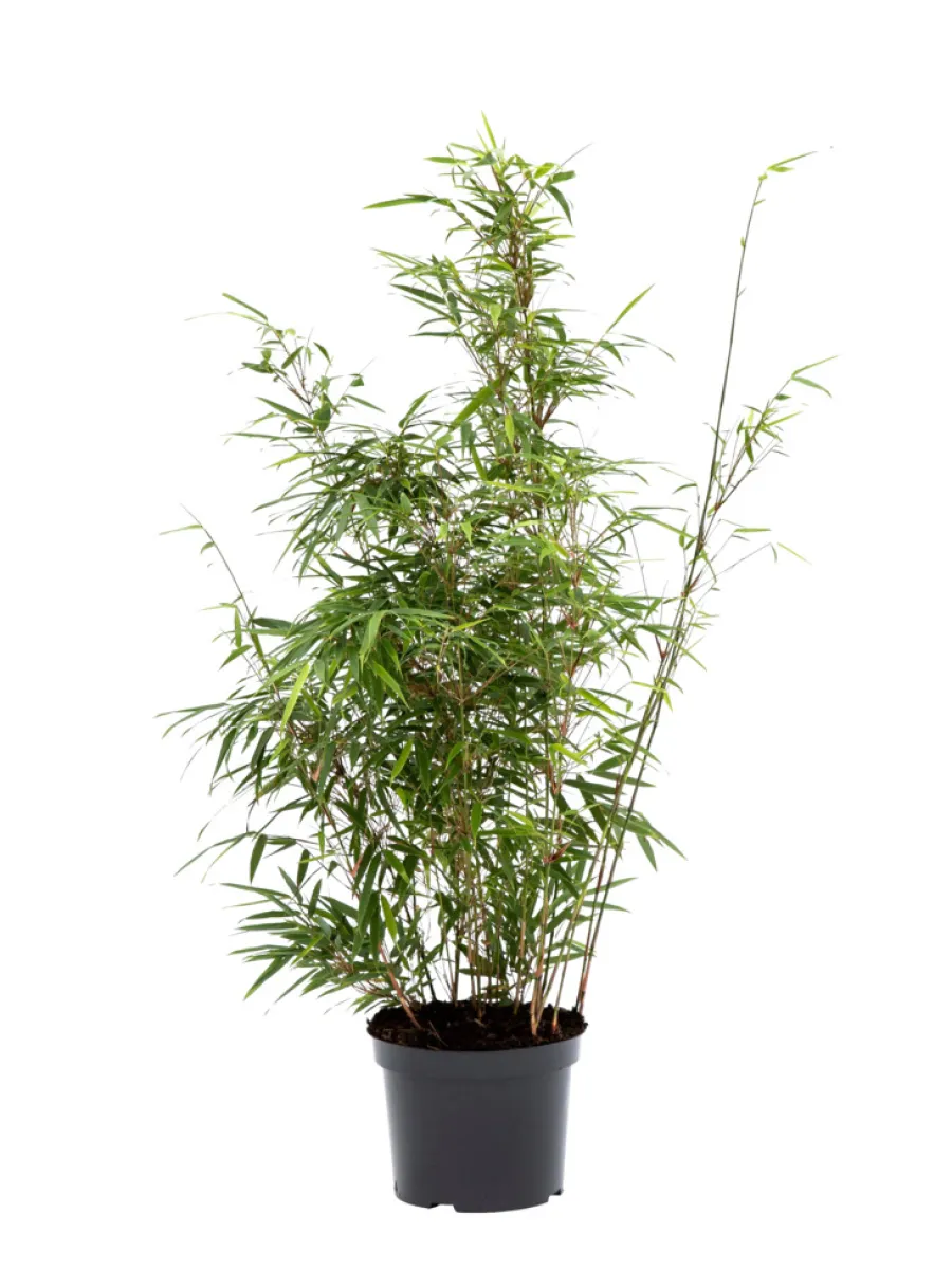 Outlet Bambus 'Rufa/Simba' 23 cm