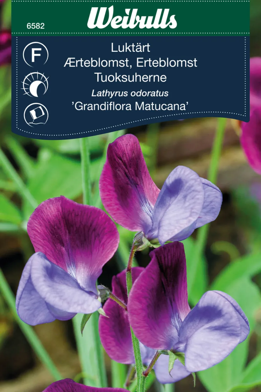 New Weibulls Erteblomst 'Grandiflora Matucana'