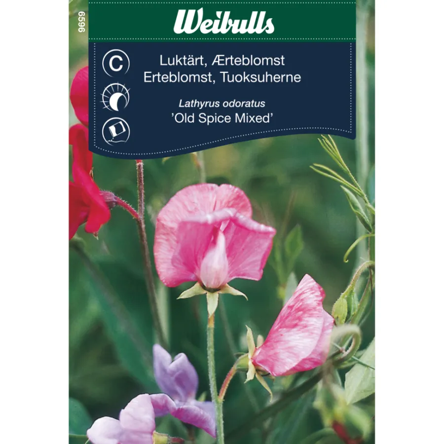 Discount Weibulls Erteblomst 'Old Spice Mixed'