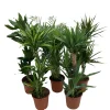 Outlet Grønne planter miks Ø24 x 110–130 cm