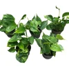 Outlet Gullranke Epiprenum Philodendron