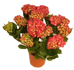 Best Hortensia 21 cm potte