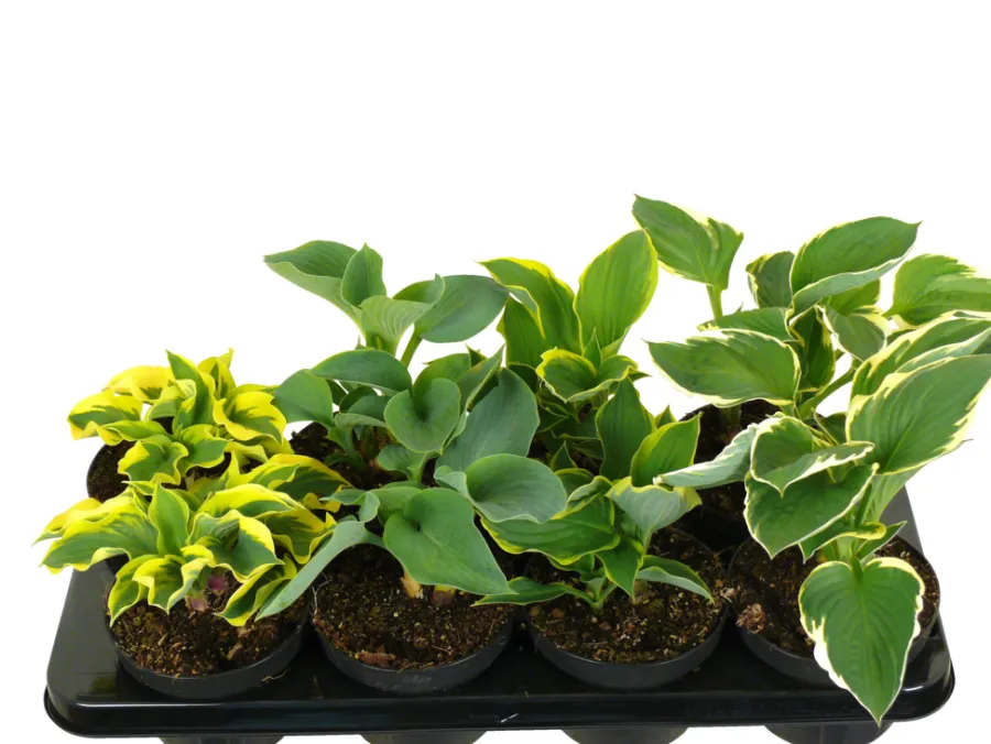 Clearance Hosta mix 13 cm potte