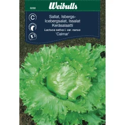 Hot Weibulls Isbergsalat 'Calmar'
