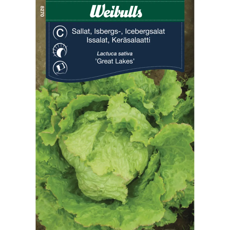 Best Weibulls Isbergsalat 'Great Lakes'