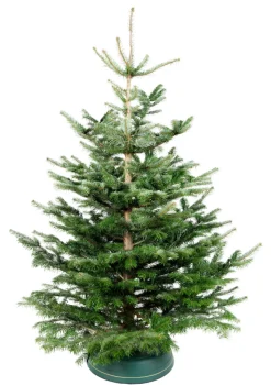 Sale Juletre Edelgran 175-230 cm