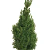 Discount Kjeglegran - 70-75 cm