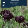 Weibulls Kornblomst Black Ball