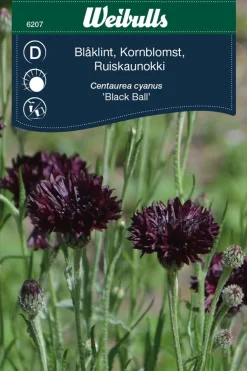 Weibulls Kornblomst Black Ball