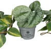 Online Philodendron Scandens mix i 10,5 cm potte