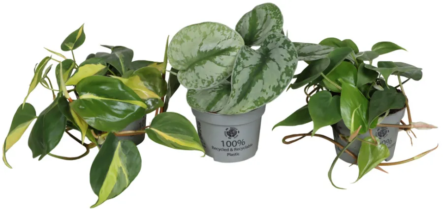 Online Philodendron Scandens mix i 10,5 cm potte
