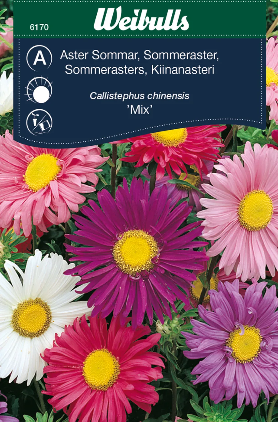 Outlet Weibulls Sommerasters "Mix" blandet