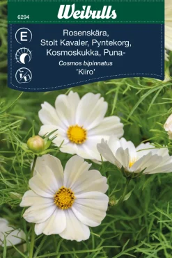 Online Weibulls Stolt kavaler 'Kiiro'