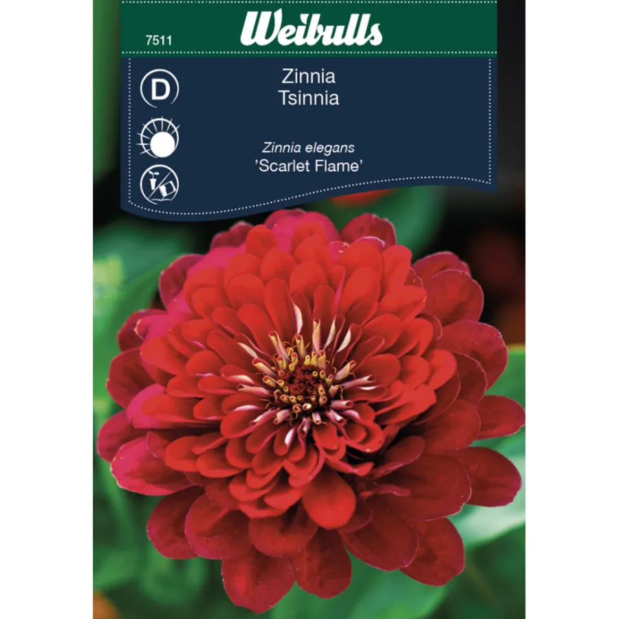 Outlet Weibulls Zinnia Elegans 'Scarlet Flame'